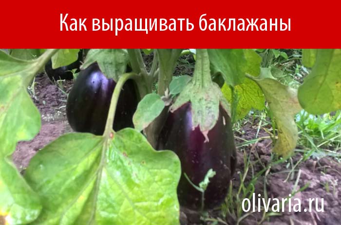 ��� ���������� ���������
