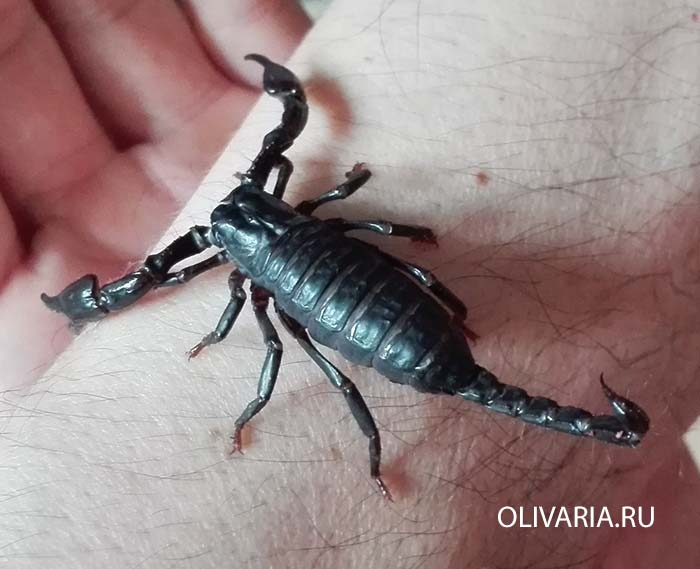 Heterometrus spinifer