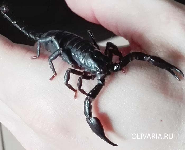 Heterometrus spinifer
