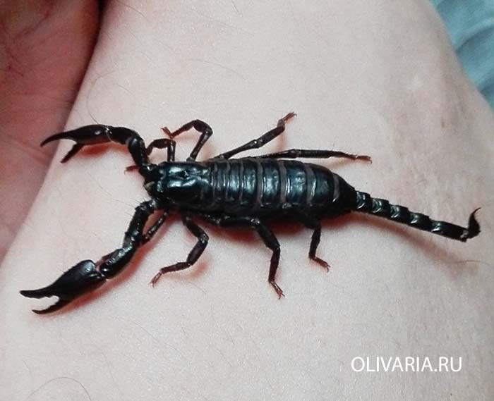 Heterometrus spinifer