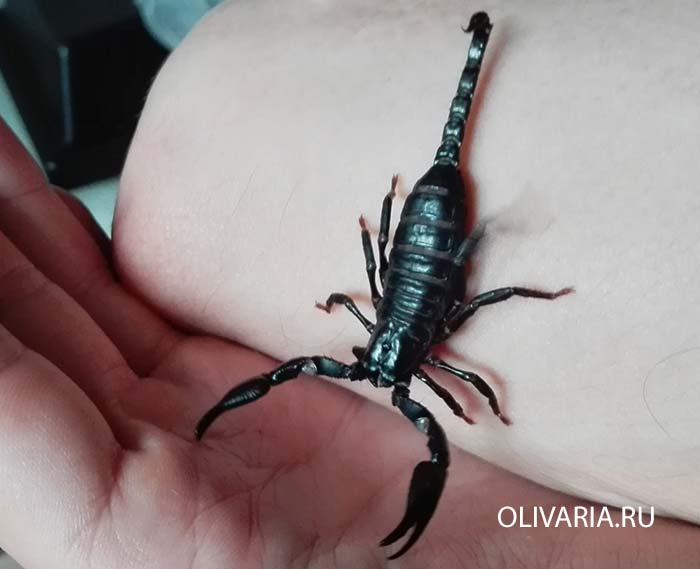 Heterometrus spinifer